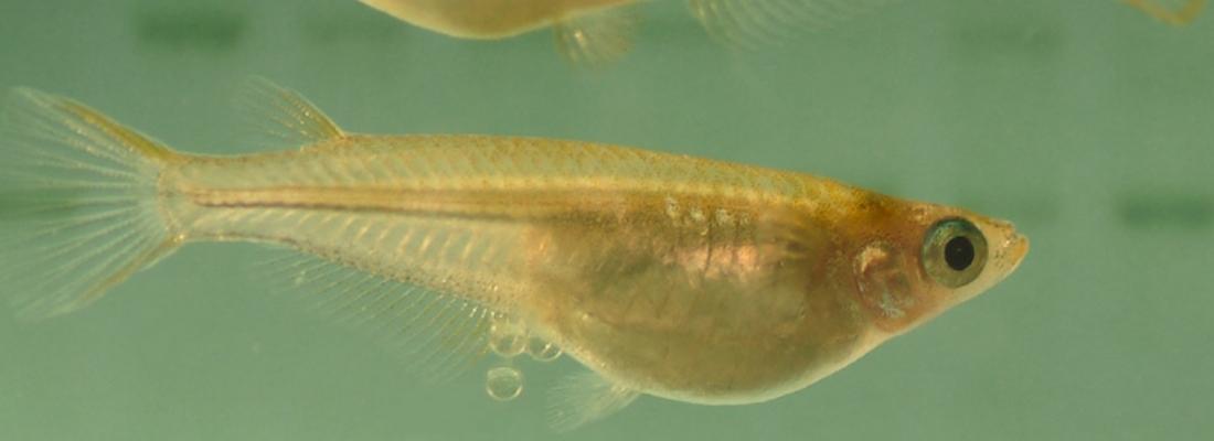 illustration Découverte d’une nouvelle fonction cellulaire chez les poissons : perspectives pour l’aquaculture et la recherche médicale