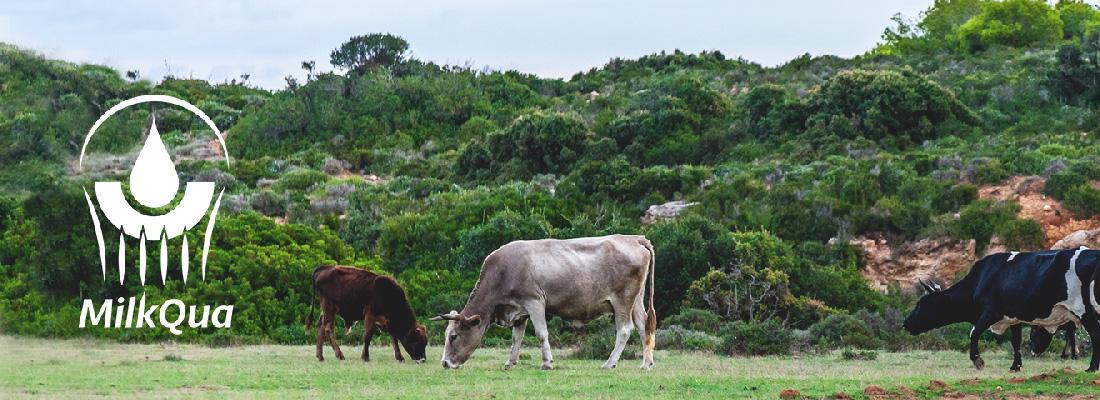 illustration Projet Milkqua : pour un lait sain et durable dans les pays méditerranéens