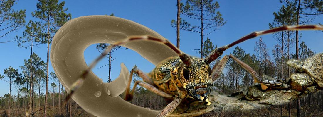 illustration Le nématode du pin : un organisme invasif qui menace les pins en France et en Europe