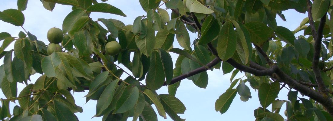 illustration Bringing together expertise to better understand the effects of climate change on perennial and woody species