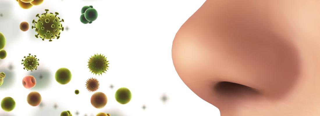 illustration Perte d’odorat : le SARS-CoV-2 n’infecterait pas les nerfs olfactifs