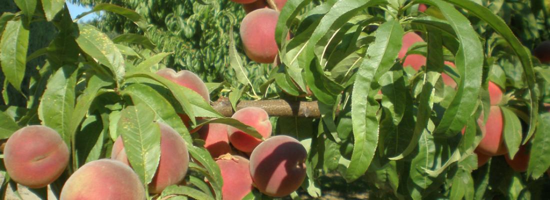 illustration Alternatives au glyphosate en arboriculture : évaluation économique des pratiques de désherbage