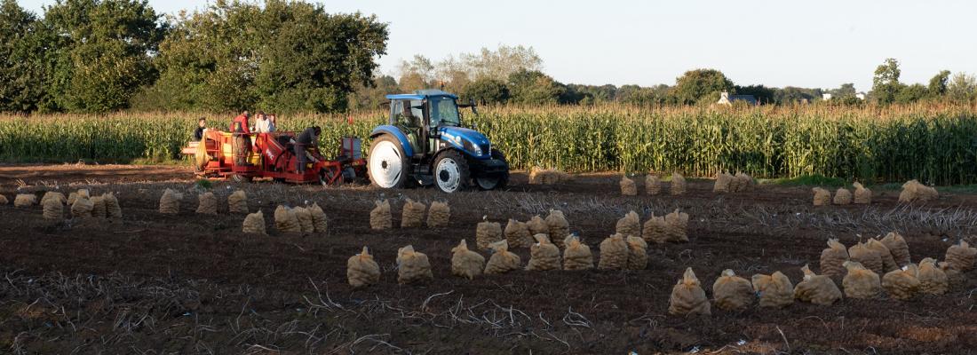 illustration A healthier approach to potato farming