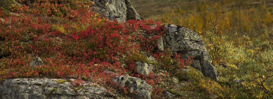illustration Les racines augmentent les émissions de carbone du permafrost