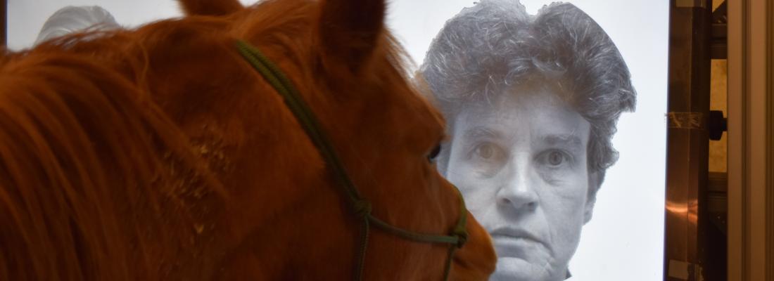 illustration Horses, experts in facial recognition