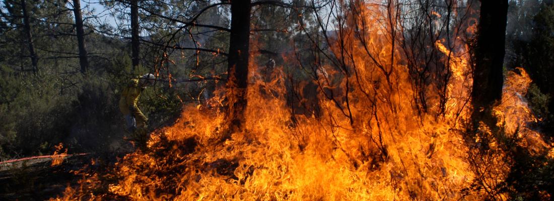 illustration Incendies de forêt