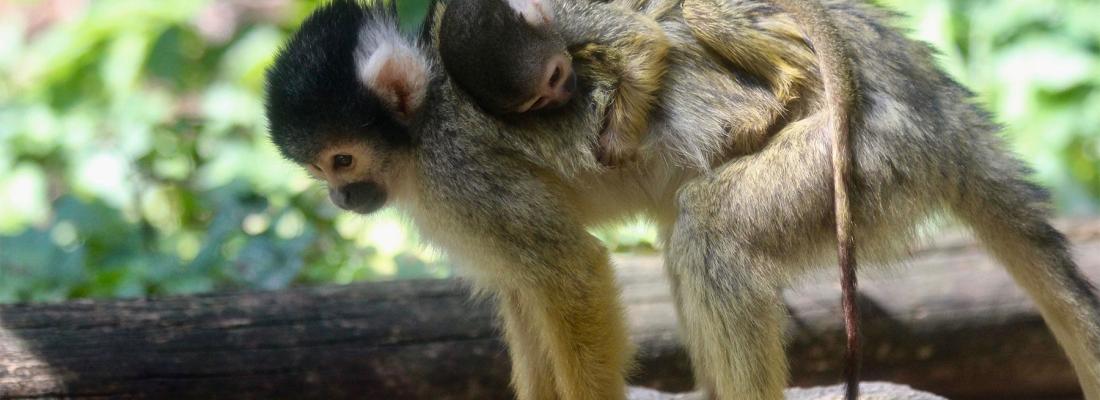 illustration Un vaccin contre la toxoplasmose pour les singes Saïmiris