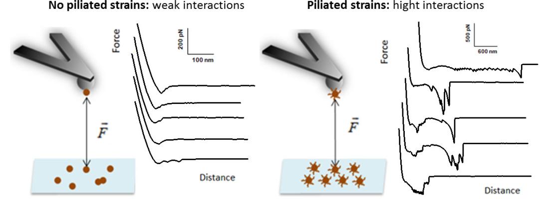 illustration Mesurer la capacité d'adhésion entre deux bactéries à l'aide d'un microscope à force atomique