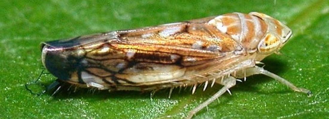 illustration Flavescence dorée de la vigne en Europe : l’origine de la maladie dévoilée