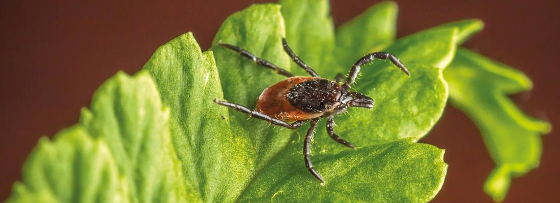 illustration Tiques, maladie de Lyme et autres maladies à tiques