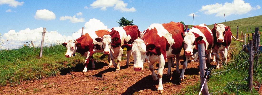 illustration Résultats de recherche : Étude sur l’impact économique des mammites en élevages bovins