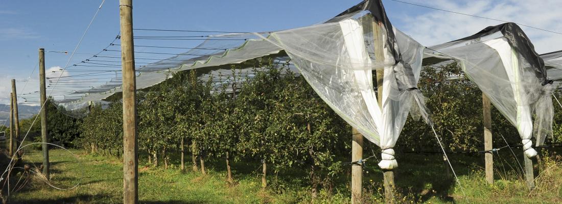 illustration Agriculture and climate change