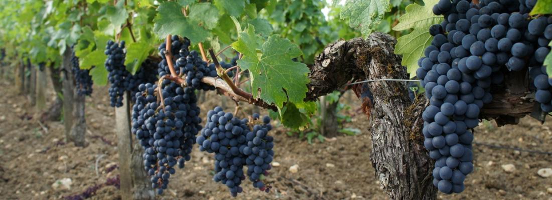 illustration Adapting winegrowing regions to climate change through crop diversification