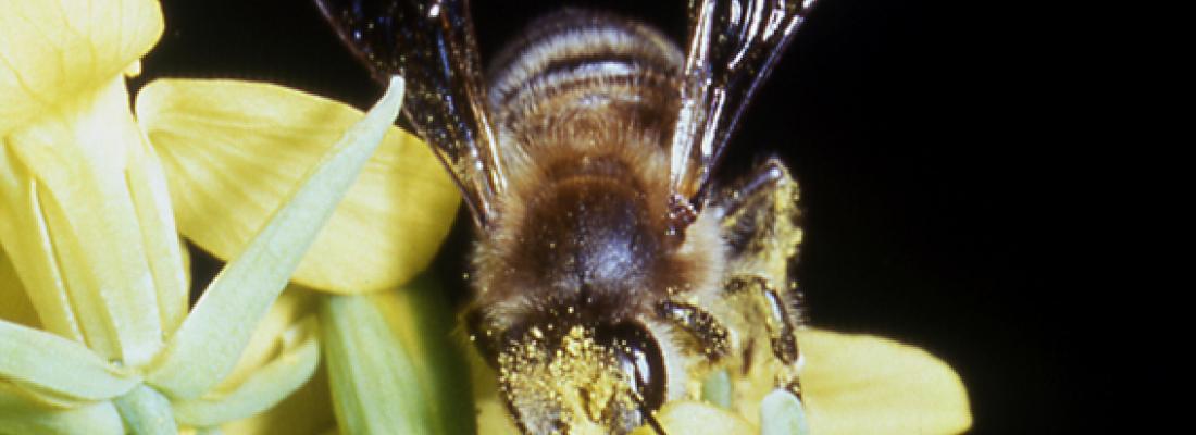 illustration À quoi servent les abeilles ?