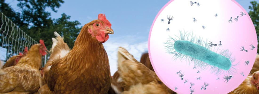illustration Des virus bactériens, auxiliaires de santé animale