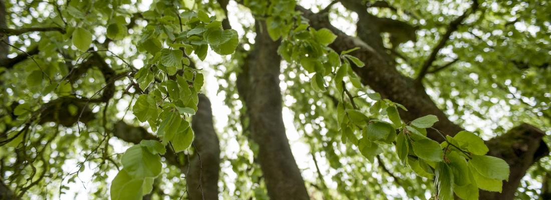 illustration The LabEx ARBRE