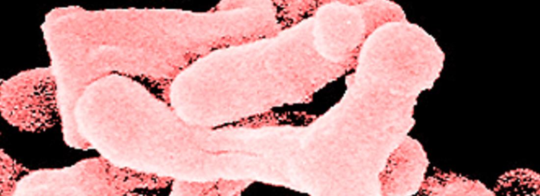 illustration L’analyse du microbiote intestinal au cœur du partenariat entre l’Inra et la société Nahibu