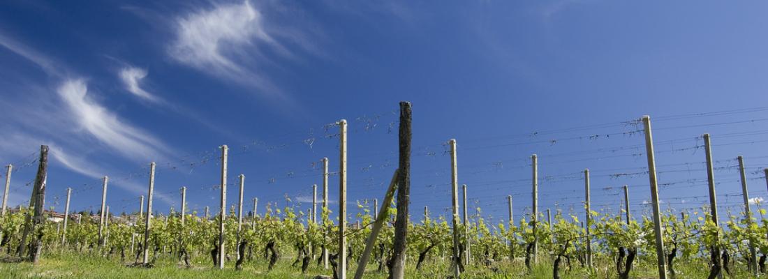 illustration « Laccave », des vins adaptés au climat de demain