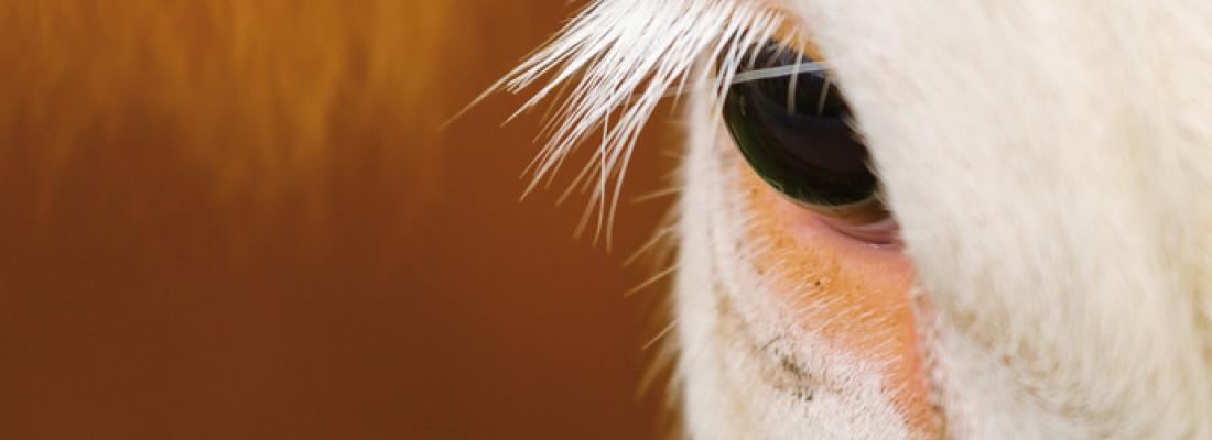 illustration Conscience animale : des connaissances nouvelles