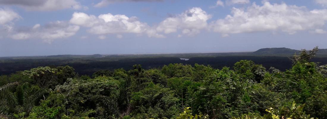 illustration Les forêts tropicales peuvent s’adapter au changement climatique, jusqu’à un certain point