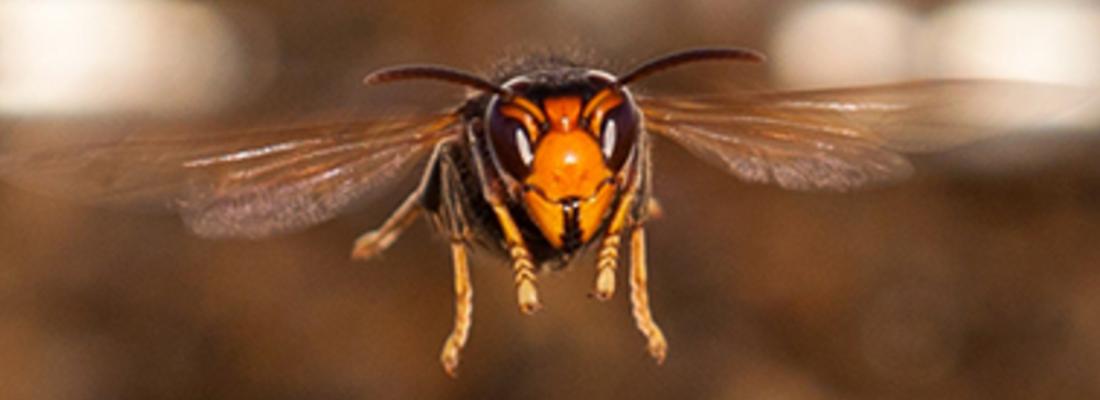 illustration Traquer le retour au nid des frelons asiatiques : une piste prometteuse pour la lutte contre ces dangereux prédateurs d’abeilles