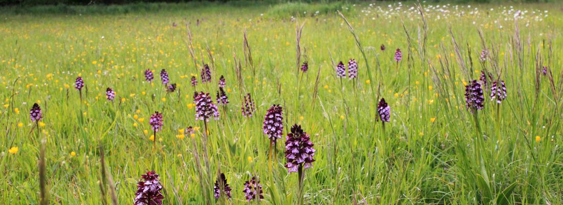 Protéger les prairies permanentes : une priorité pour la biodiversité et l’agroécologie