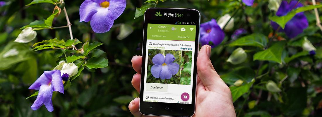 illustration Pl@ntNet a 10 ans : la plateforme collaborative pérennisée en créant un consortium ouvert