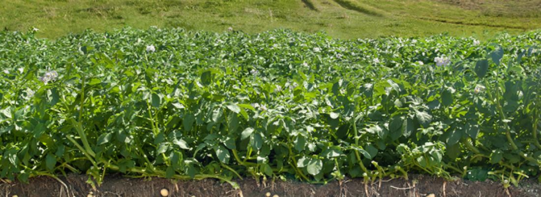 illustration Évaluer les services rendus par les écosystèmes agricoles pour mieux les gérer