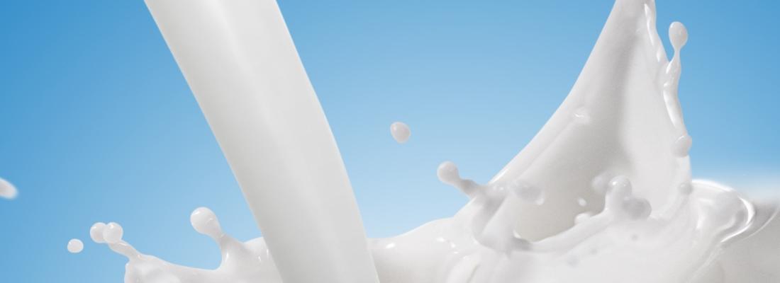 illustration Entre qualité du lait produit et quantité de méthane émis, faut-il choisir ?