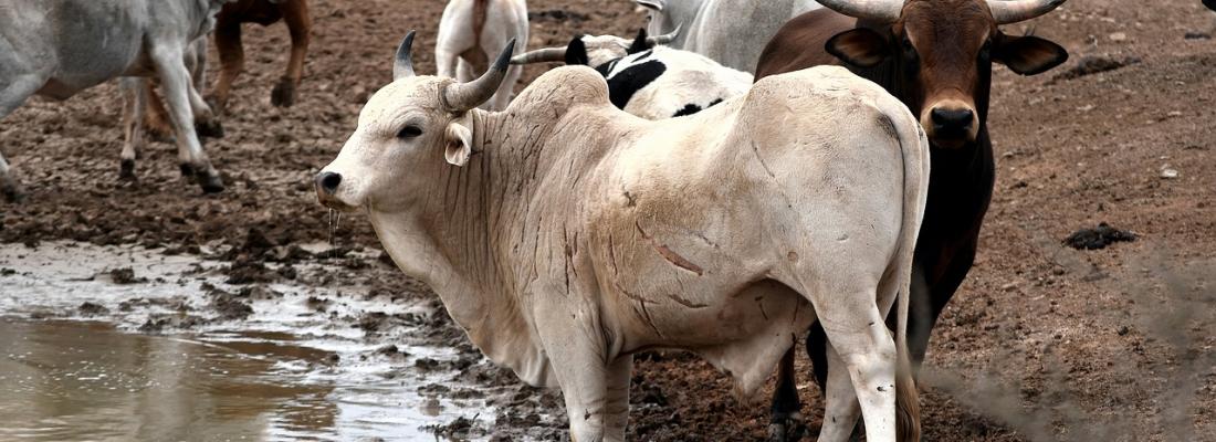 illustration Découverte d’une protéine virale ressemblant au prion