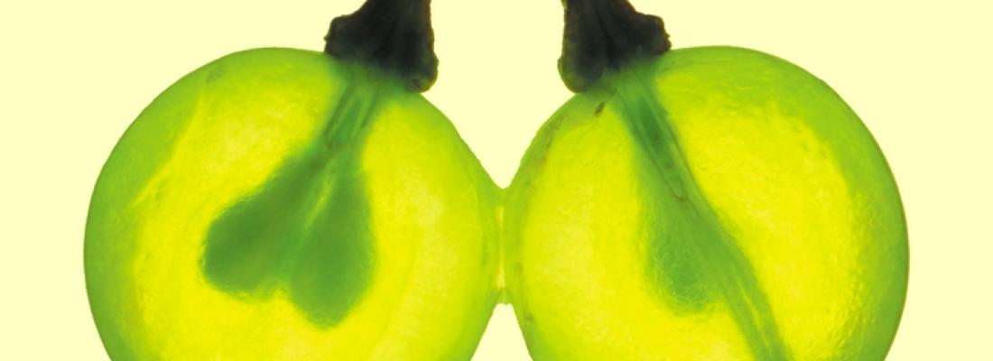 illustration L’extrait de pépins de raisin contient des molécules antioxydantes efficaces pour la protection des cellules ovariennes humaines