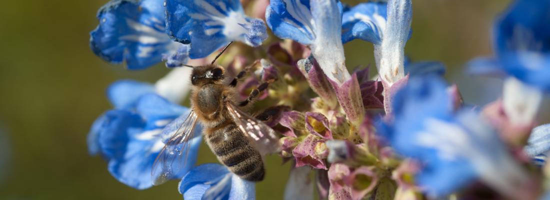 illustration Comment sauver les colonies d'abeilles ?