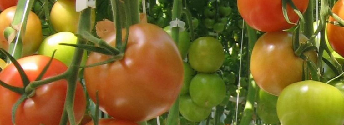 illustration Des alternatives aux pesticides contre les virus des plantes potagères