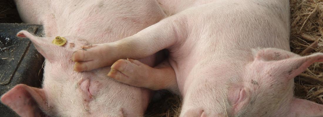 illustration Improving the robustness of pig production in the face of extreme weather events
