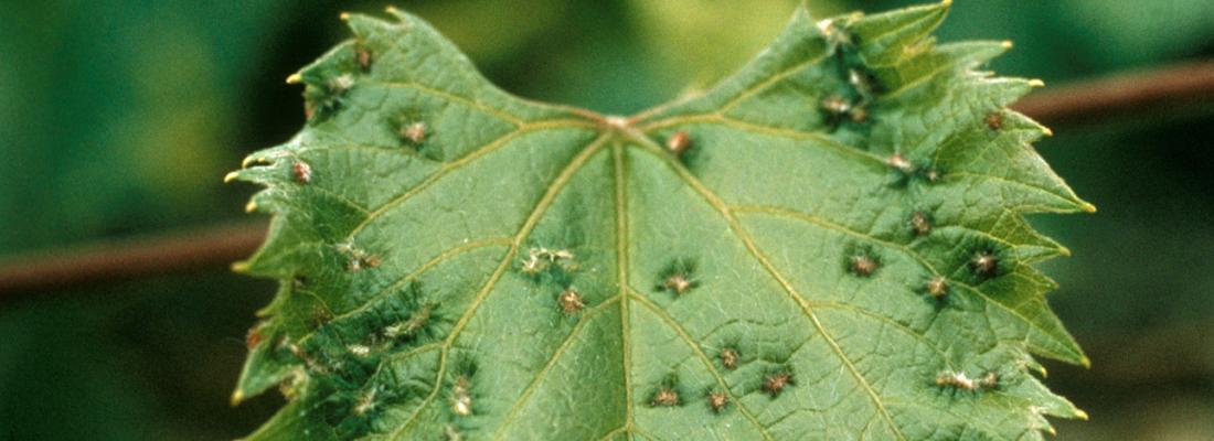 illustration Phylloxéra : la génomique éclaire l’histoire de l’invasion du vignoble français et révèle une nouvelle famille de gènes