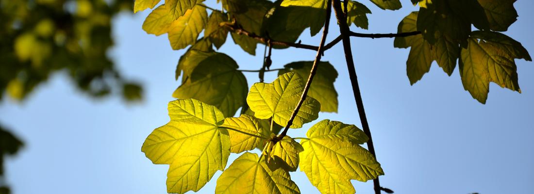 illustration Augmentation du CO2 atmosphérique : les plantes travaillent dur pour la planète