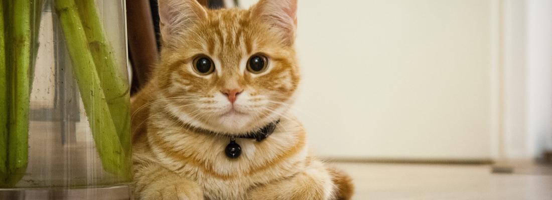 illustration Premier chat détecté porteur du SRAS-Cov-2 en France : la transmission de l’humain au chat est rare mais la distanciation est recommandée