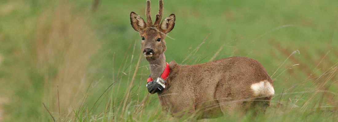 illustration La dispersion natale chez le chevreuil : un processus déterminant dans l’évolution de l’espèce