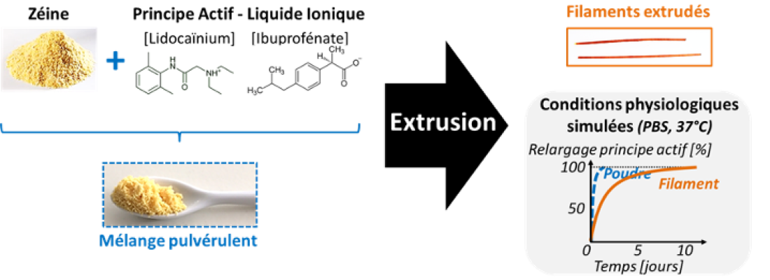 Obtention de filaments extrudés à partir d’une matrice protéique thermoplastique chargée avec 20% d’un Principe Actif - Liquide Ionique (PA-LI) : [Lidocaïnium][Ibuprofénate]. Libération progressive du PA-LI depuis un filament extrudé placé en milieu physiologique simulé (immersion en tampon PBS à 37°C)