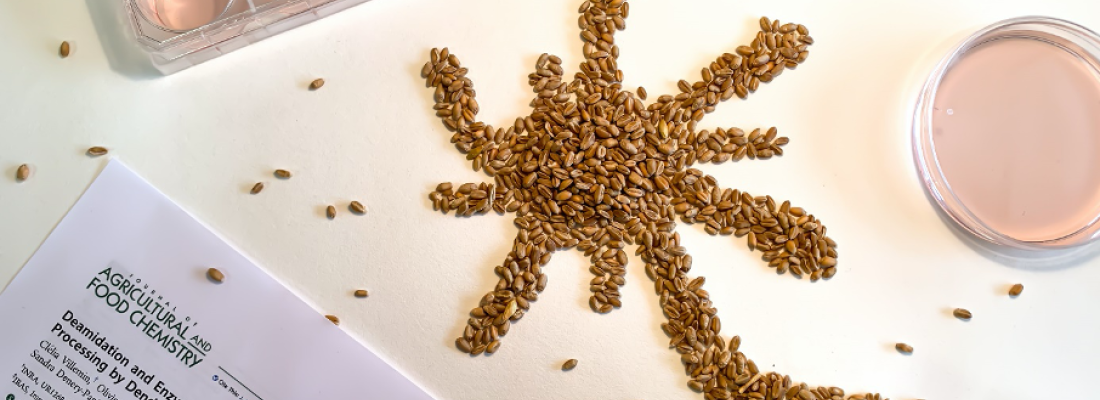 Gluten et allergie