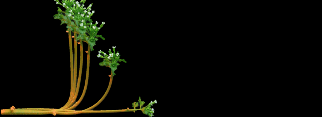 illustration Les plantes, sensibles à leur environnement et capables de s'y adapter en mouvements