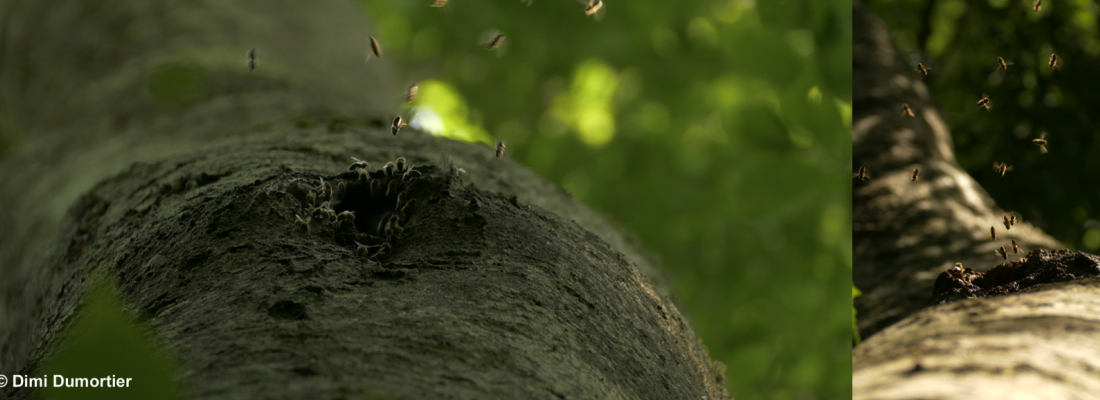 illustration Des cavités dans les arbres pour préserver les colonies d'abeilles sauvages