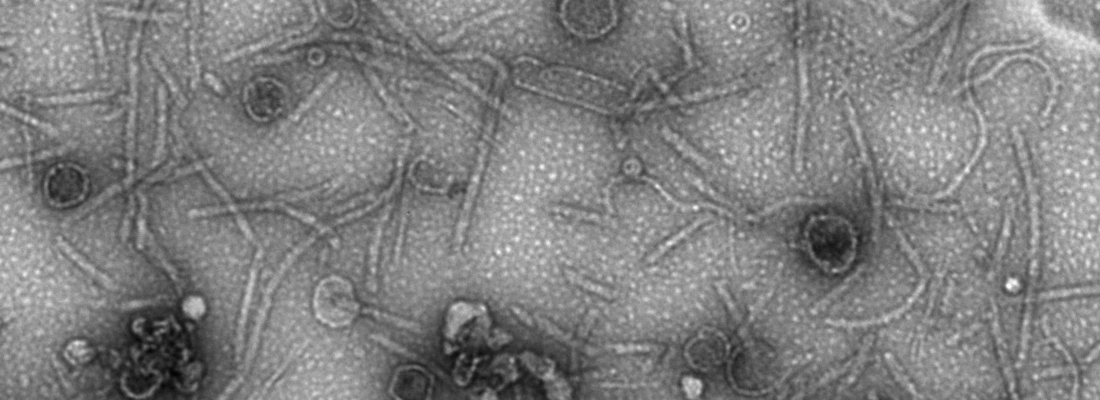 illustration Revealing promising bacteriophages hidden in the microbiota