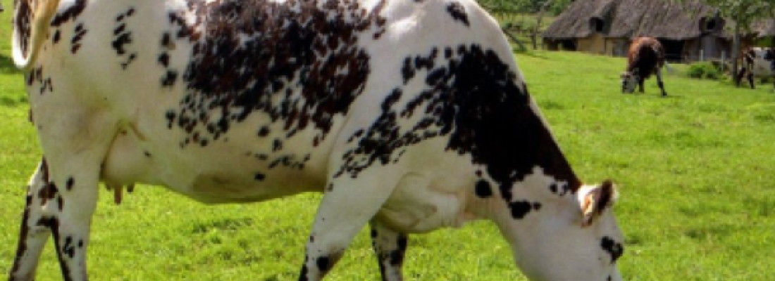 illustration La graine de lin extrudée booste les performances des vaches