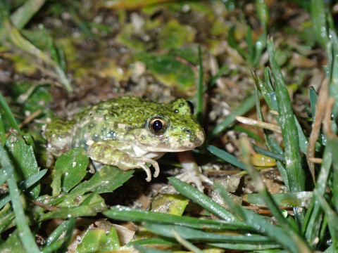Pélodyte ponctué dans le marais