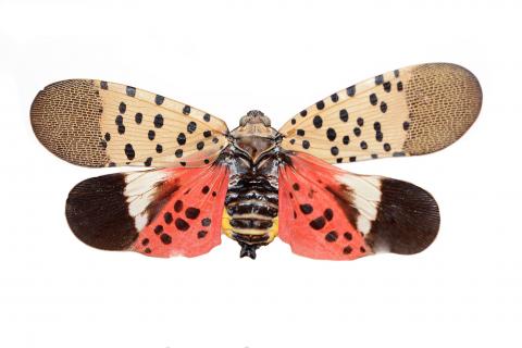 Fulgore tacheté (Lycorma delicatula)
