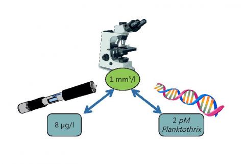 Illustration 2: seuil de biomasse de cyanobactéries déterminée au microscope et valeurs correspondantes mesurées par la sonde AlgaeTorch et le biocapteur Planktothrix - Crédit réalisation P. Camoin