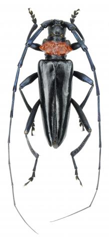 Longicorne à col rouge (Aromia bungii)
