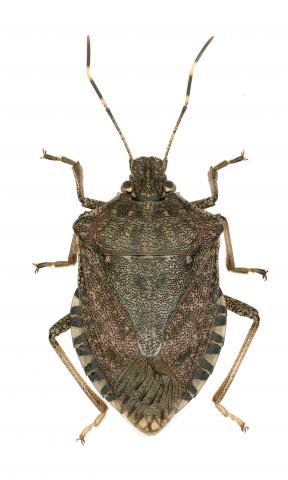 Punaise diabolique (Halyomorpha halys)