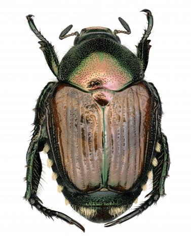 Scarabée japonais (Popillia japonica)